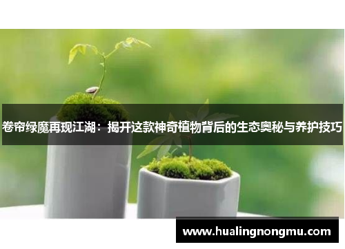 卷帘绿魔再现江湖：揭开这款神奇植物背后的生态奥秘与养护技巧